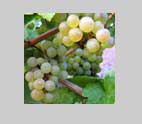 Riesling grapes 